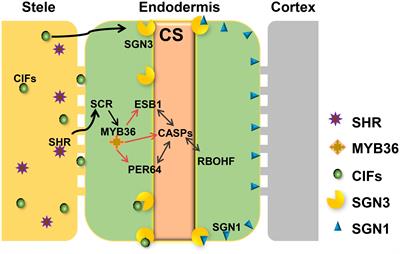 Spatial Expression and Functional Analysis of Casparian Strip Regulatory Genes in Endodermis Reveals the Conserved Mechanism in Tomato